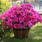 3-Bundle Artificial Outdoor Azalea Flowers – UV-Resistant Faux Silk Bouquets for Planters, Front Door, Patio, Garden, Walkways, and Home Decor (Fuchsia)